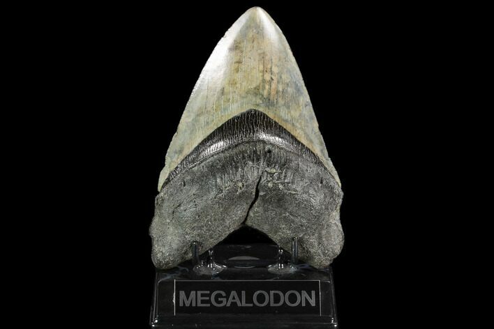 Fossil Megalodon Tooth - Massive Tooth #122936